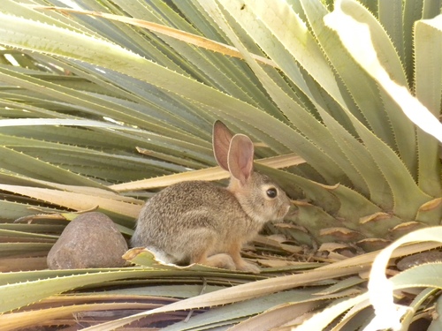 Desert Cottontail