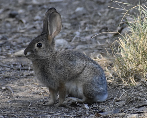 Desert Cottontail