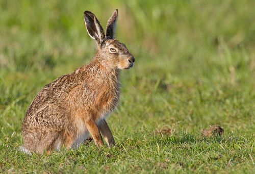 Brown Hare
