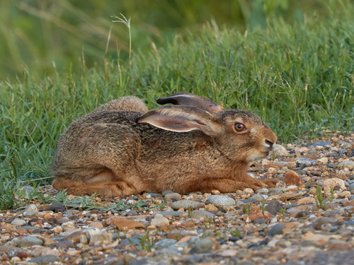 Brown Hare