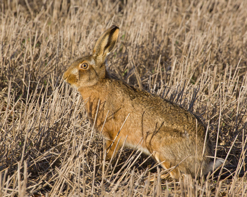 Brown Hare