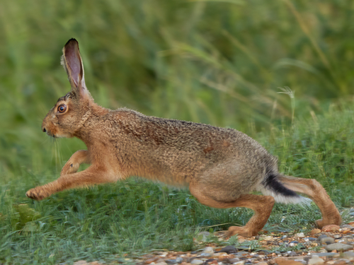 Brown Hare