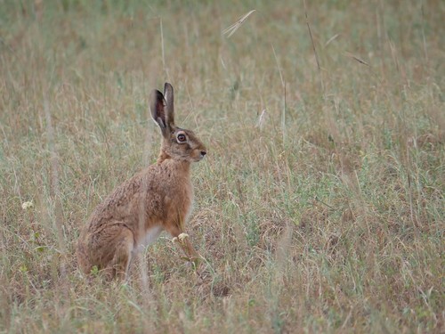 Brown Hare