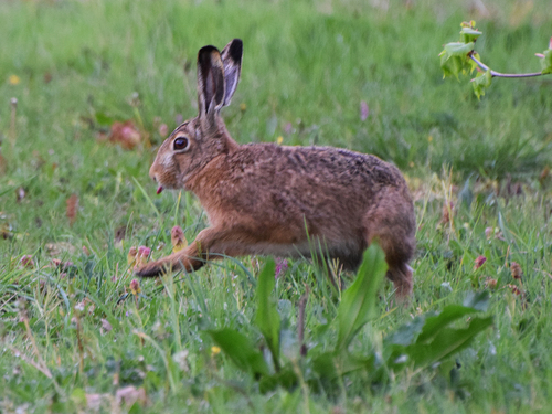 Brown Hare