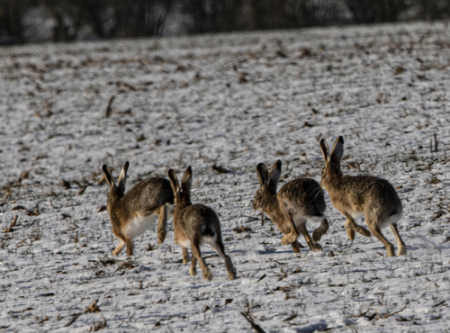 Brown Hare
