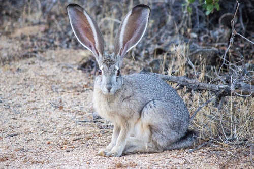 Black-tailed Jackrabbit