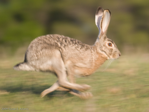 Black-tailed Jackrabbit