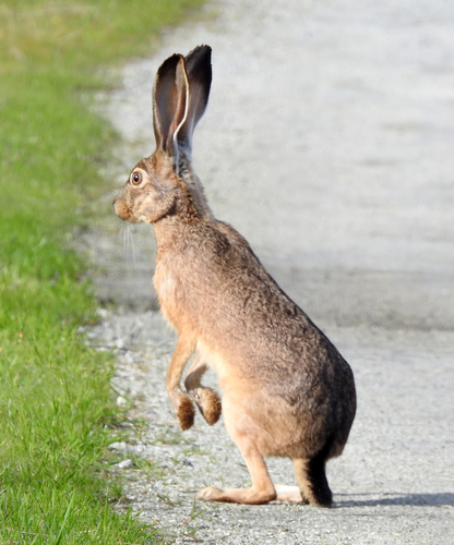 Black-tailed Jackrabbit