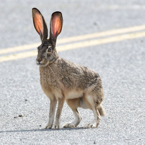 Black-tailed Jackrabbit
