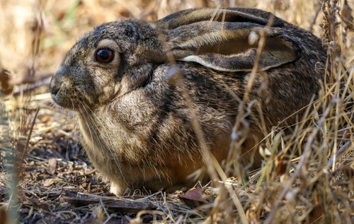 Black-tailed Jackrabbit
