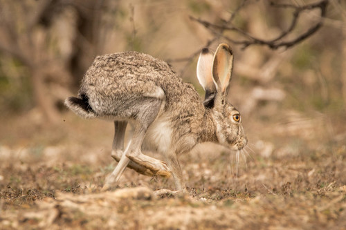 Black-tailed Jackrabbit
