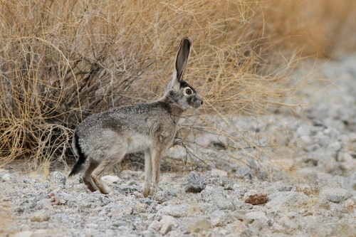 Black-tailed Jackrabbit