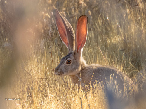 Black-tailed Jackrabbit