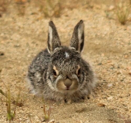 Black-tailed Jackrabbit