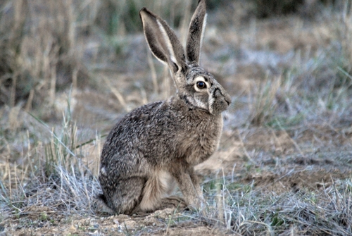 Black-tailed Jackrabbit