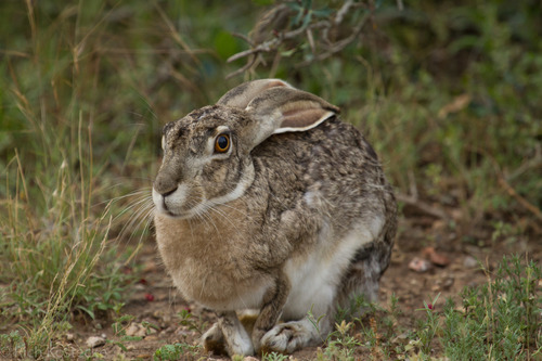 Black-tailed Jackrabbit