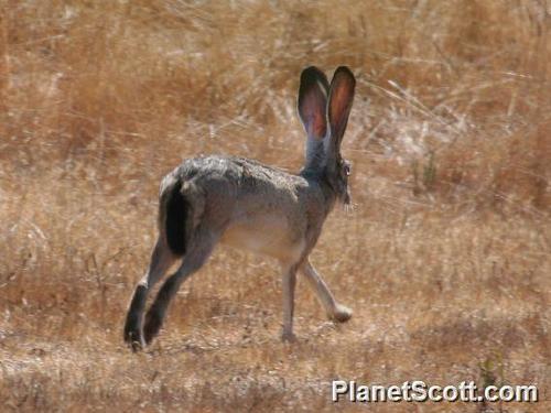 Black-tailed Jackrabbit