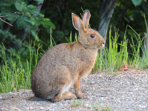 Snowshoe Hare