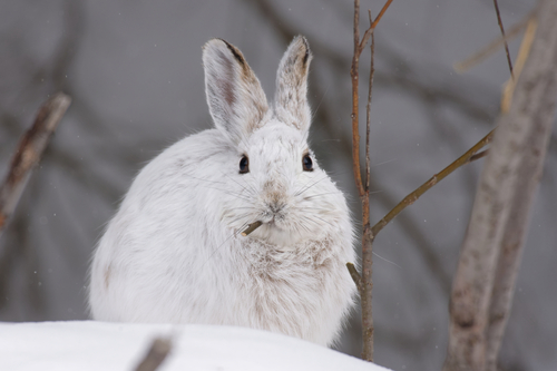 Snowshoe Hare