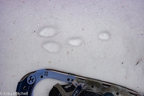 Snowshoe Hare