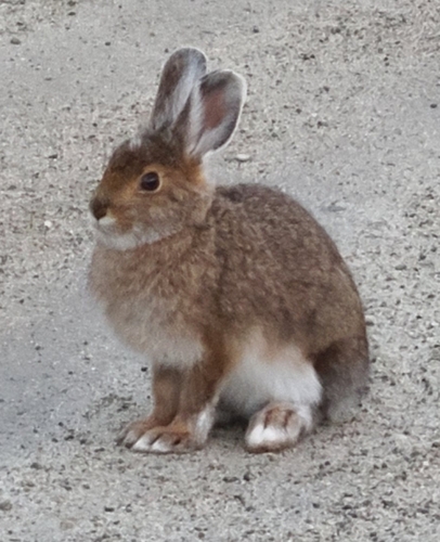 Snowshoe Hare