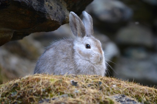 Snowshoe Hare