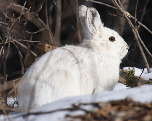 Snowshoe Hare