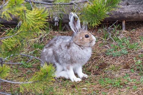 Snowshoe Hare