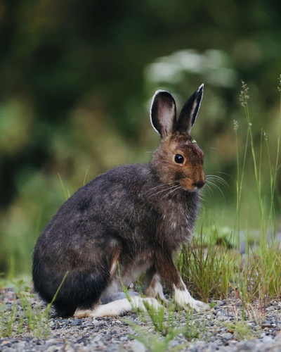 Snowshoe Hare