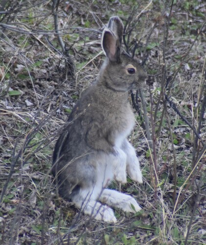 Snowshoe Hare