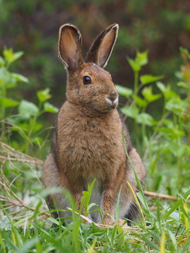 Snowshoe Hare
