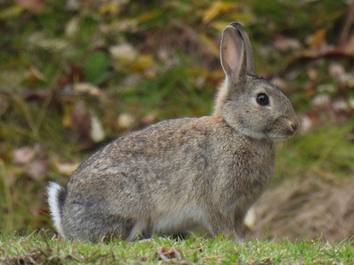 European Rabbit