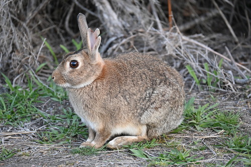 European Rabbit