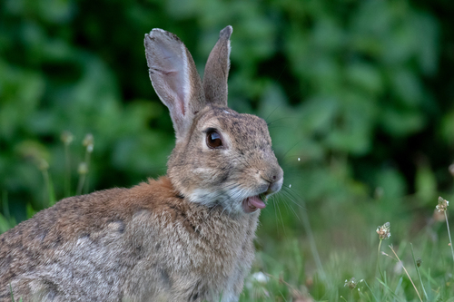 European Rabbit