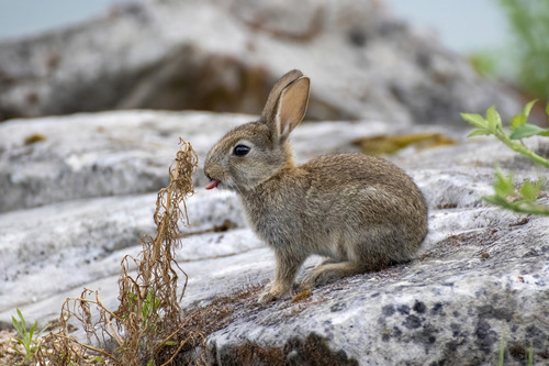 European Rabbit