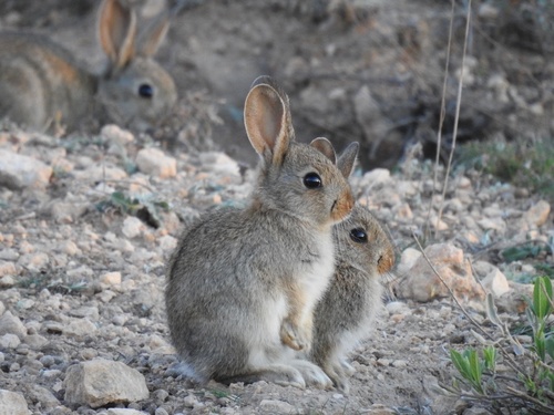 European Rabbit