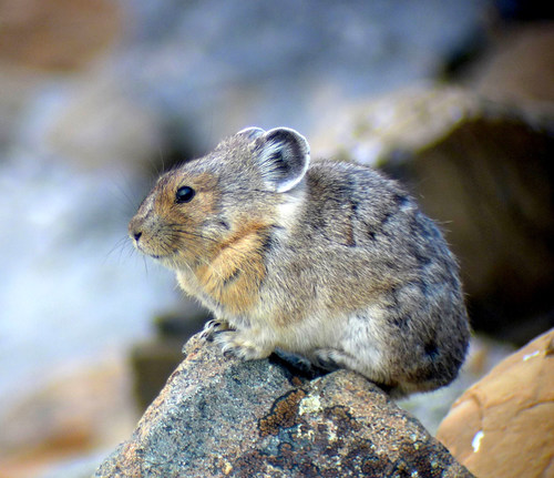 American Pika