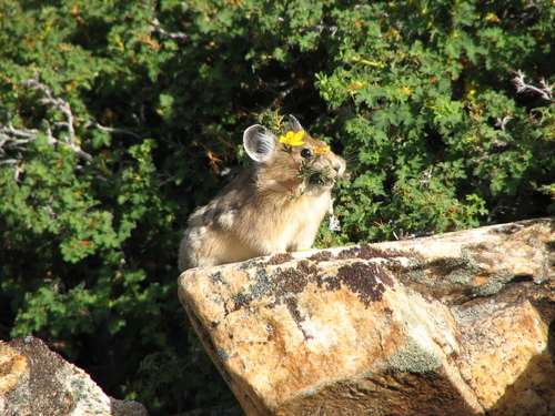 American Pika