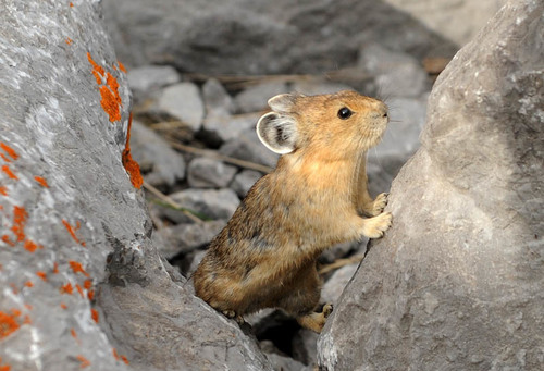 American Pika