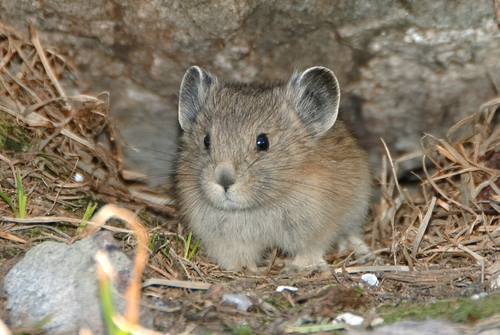 American Pika