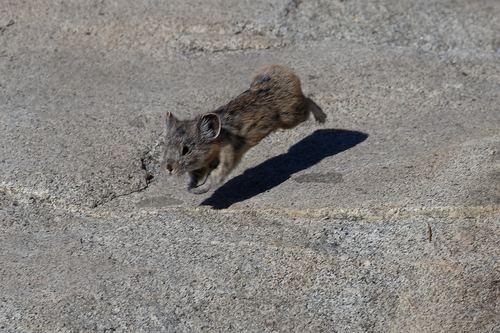American Pika