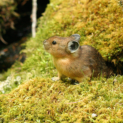 American Pika