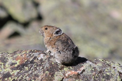 American Pika