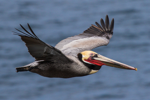 Brown Pelican