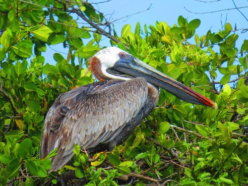 Brown Pelican