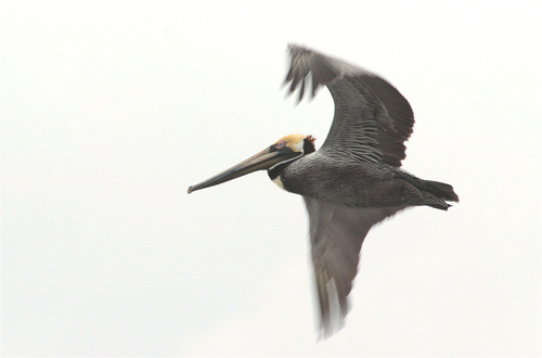 Brown Pelican