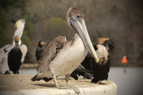 Brown Pelican