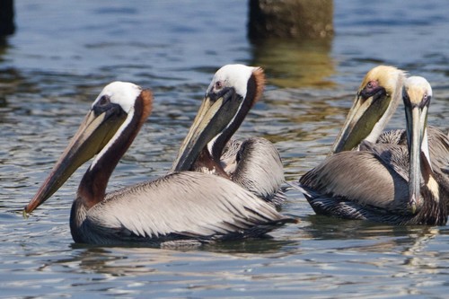 Brown Pelican