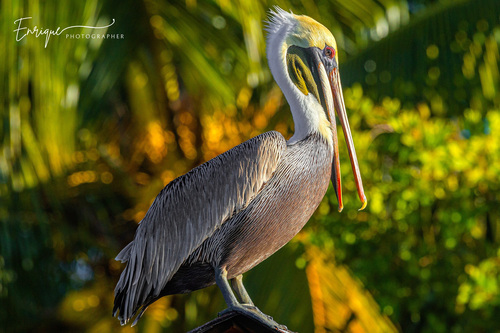 Brown Pelican