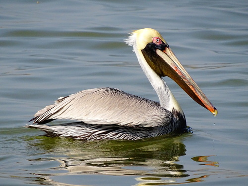 Brown Pelican